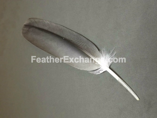 falling eagle feather
